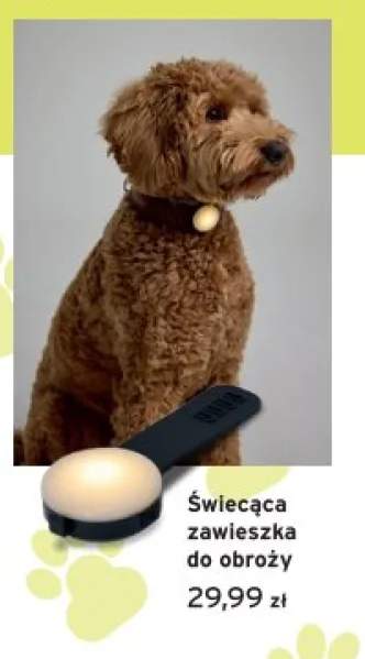 Świecąca zawieszka do obroży